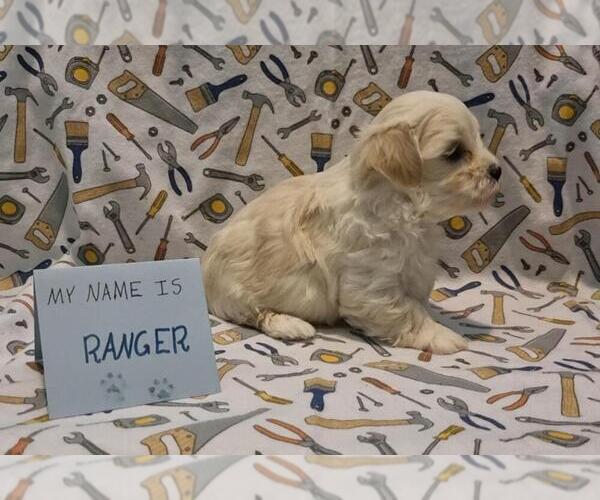 Medium Photo #51 Maltipoo (Miniature) Puppy For Sale in BROOKFIELD, MO, USA