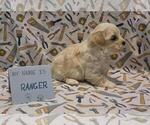 Small Photo #51 Maltipoo (Miniature) Puppy For Sale in BROOKFIELD, MO, USA