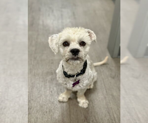 Medium Photo #6 Maltipoo Puppy For Sale in Corona, CA, USA