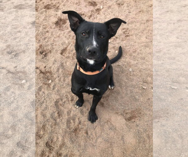 Medium Photo #3 American Pit Bull Terrier-Labrador Retriever Mix Puppy For Sale in Webster, WI, USA