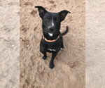 Small #2 American Pit Bull Terrier-Labrador Retriever Mix