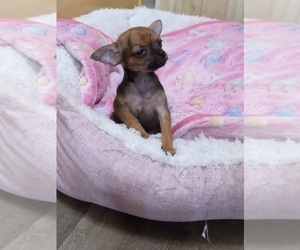 Medium Chihuahua