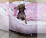 Puppy Puppy 1 Chihuahua