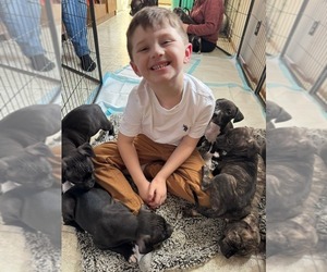 American Bully Puppy for sale in WEIDMAN, MI, USA