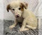 Small Great Pyrenees Mix
