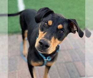 Doberman Pinscher Dogs for adoption in Sugar Land, TX, USA