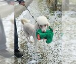 Small Photo #3 Poodle (Standard) Puppy For Sale in Germantown, OH, USA