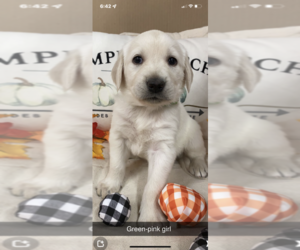 English Cream Golden Retriever-Labrador Retriever Mix Puppy for Sale in BLOOMFIELD, Iowa USA