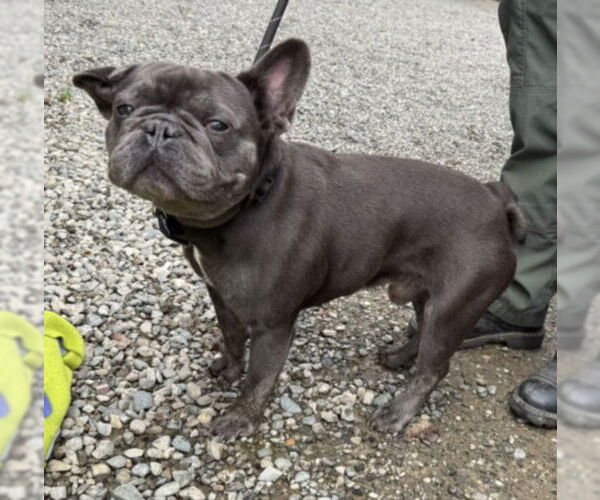 Medium Photo #1 French Bulldog Puppy For Sale in Woodland, CA, USA