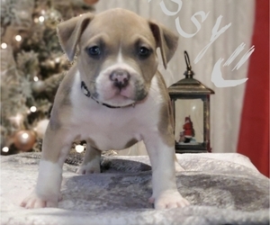 American Bully Puppy for sale in BRONX, NY, USA