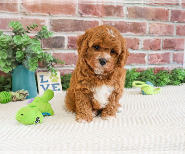 Medium Photo #5 Cavapoo (Miniature) Puppy For Sale in SYRACUSE, IN, USA