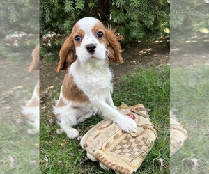 Cavalier King Charles Spaniel Puppy for sale in MIDDLEBURY, IN, USA