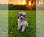 Small #10 Cavapoo (Miniature)