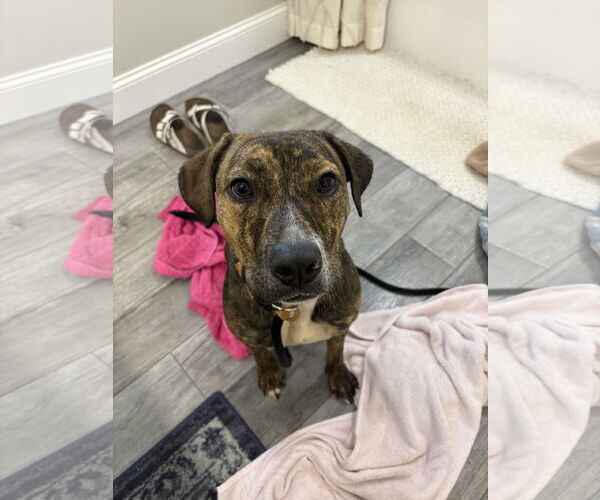 Medium Photo #18 Staffordshire Bull Terrier-Unknown Mix Puppy For Sale in Holly Springs, NC, USA