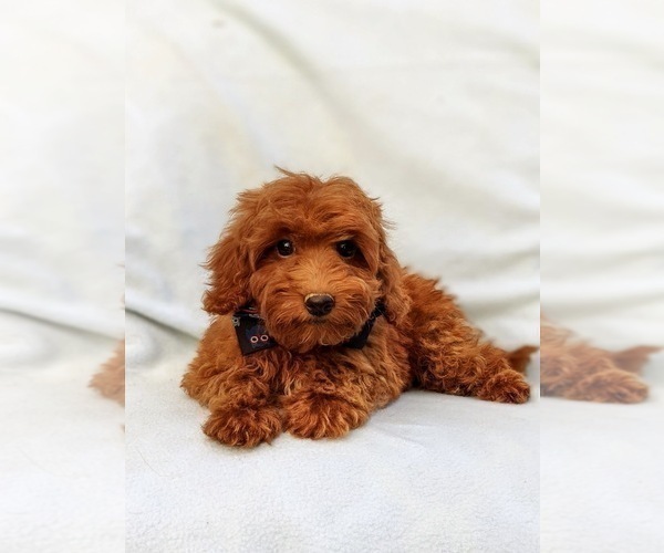 Medium Photo #6 Poodle (Miniature) Puppy For Sale in OXFORD, PA, USA