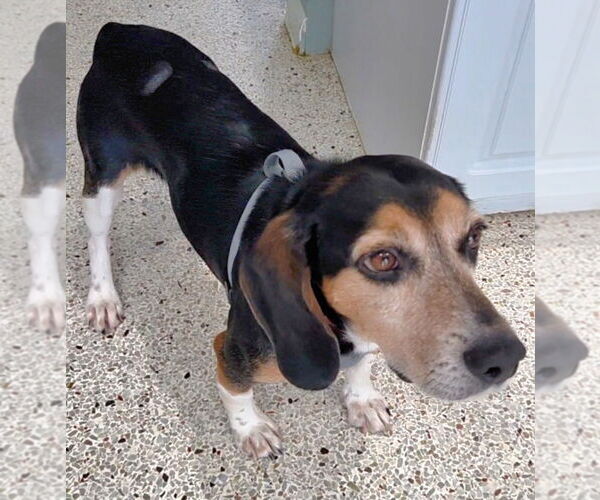 Medium Photo #4 Beagle Puppy For Sale in Tampa, FL, USA