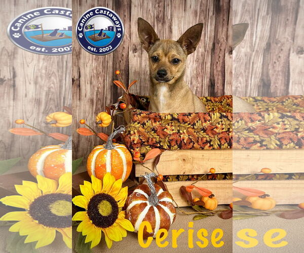 Medium Photo #1 Chihuahua Puppy For Sale in Arcadia, FL, USA