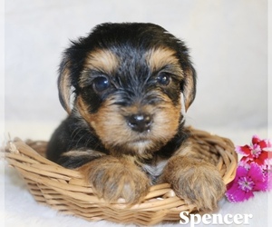 Yorkshire Terrier Puppy for Sale in HILLSBORO, Texas USA