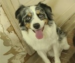 Small Photo #1 Miniature Australian Shepherd Puppy For Sale in ANGIER, NC, USA