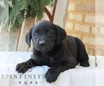 Small #1 Labrador Retriever