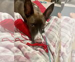 Small #3 German Shepherd Dog Mix