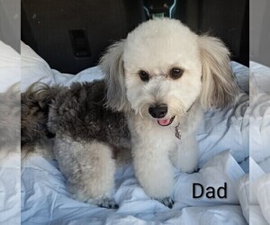 Father of the Yorkipoo puppies born on 03/28/2026