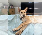 Small #12 German Shepherd Dog Mix