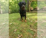 Small Photo #5 Rottweiler Puppy For Sale in EAST WILLINGTON, CT, USA