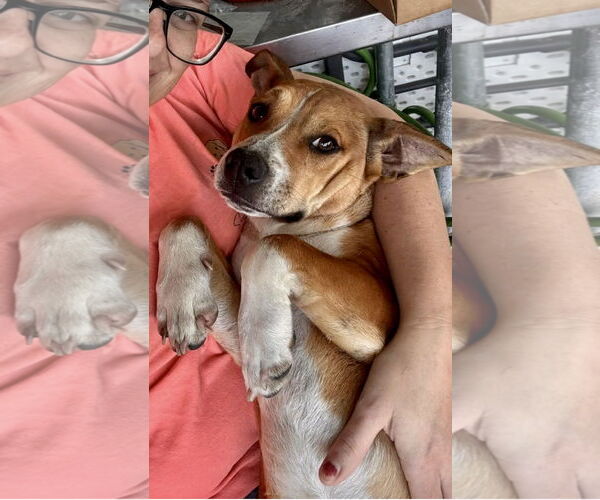 Medium Photo #3 Doxle Puppy For Sale in Oakhurst, NJ, USA