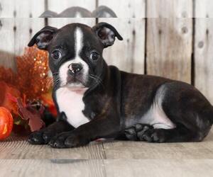 Boston Terrier Puppy for sale in MOUNT VERNON, OH, USA