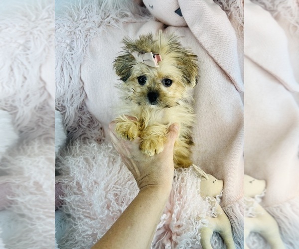 Medium Photo #6 Maltipoo Puppy For Sale in DACULA, GA, USA