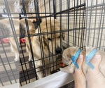 Small #4 Golden Retriever