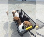 Small #8 Great Bernese
