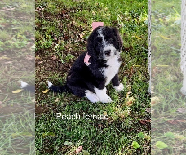 Medium Photo #2 Bernedoodle Puppy For Sale in SPENCER, IN, USA