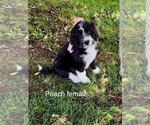 Small #1 Bernedoodle