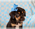 Small #2 Beagle-Mutt Mix