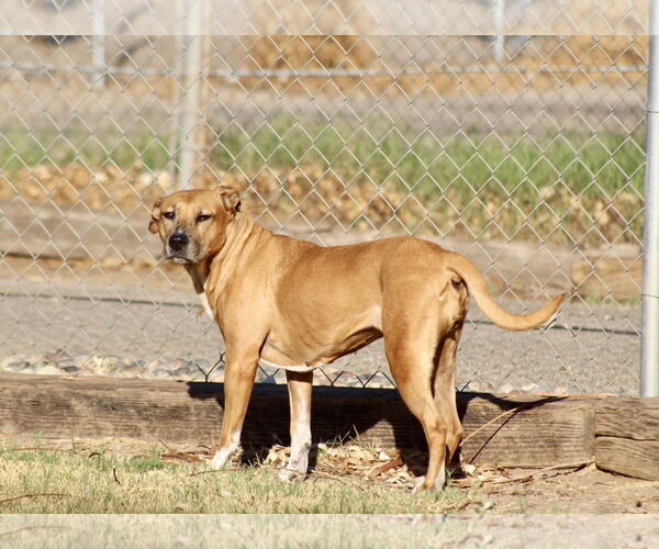Medium Photo #1 American Pit Bull Terrier-Unknown Mix Puppy For Sale in El Centro, CA, USA