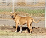 Small American Pit Bull Terrier Mix