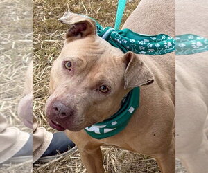 Mutt Dogs for adoption in Tarboro, NC, USA