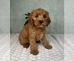 Small #4 Cavapoo