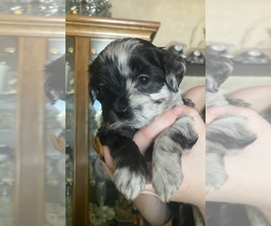 Lhasa Apso-Poodle (Standard) Mix Puppy for sale in E BRUNSWICK, NJ, USA