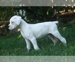 Small #4 Boxer