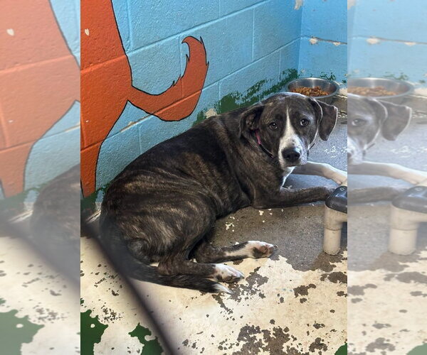 Medium Photo #2 Mutt Puppy For Sale in Rustburg, VA, USA