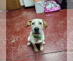 Small #5 Red Heeler Mix