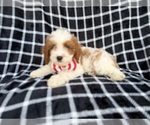 Small #3 Cavapoo (Standard)
