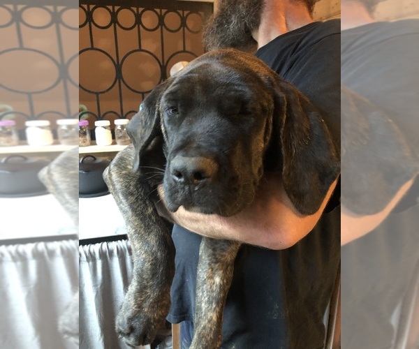 Medium Photo #1 Mastiff Puppy For Sale in BRANTLEY, AL, USA
