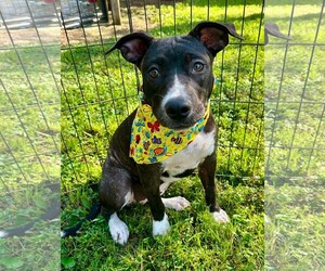 Boxer-Unknown Mix Dogs for adoption in Southbury, CT, USA