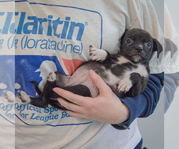 Medium Photo #4 Chiweenie Puppy For Sale in Huntley, IL, USA