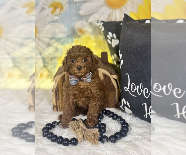 Medium Photo #17 Poodle (Toy) Puppy For Sale in RIPLEY, MS, USA