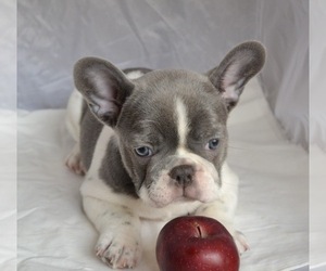French Bulldog Puppy for sale in BLOOMINGDALE, IL, USA
